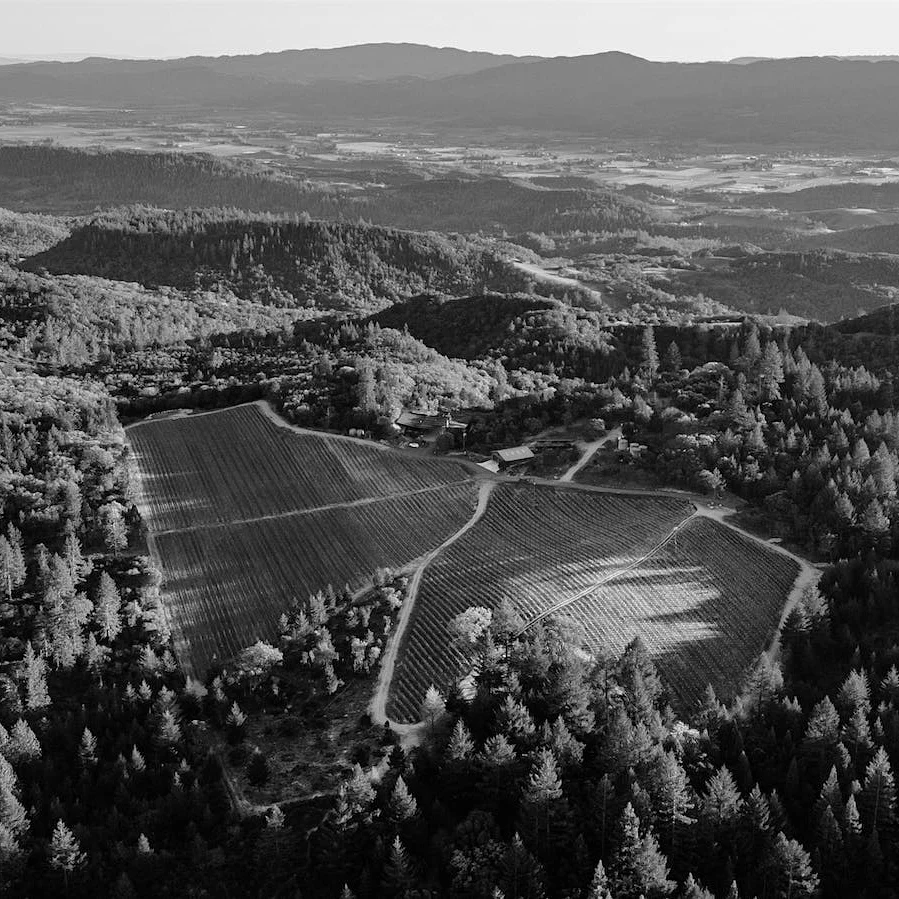 Vineyard from above